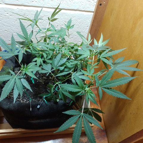 Wonder Pie 1er cultivo growlog timeline photo