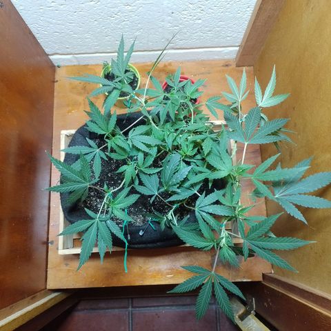 Wonder Pie 1er cultivo growlog timeline photo