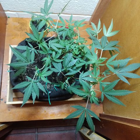 Wonder Pie 1er cultivo growlog timeline photo
