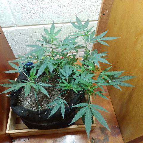Wonder Pie 1er cultivo growlog timeline photo