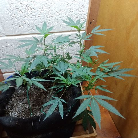 Wonder Pie 1er cultivo growlog timeline photo