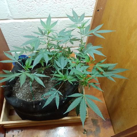 Wonder Pie 1er cultivo growlog timeline photo
