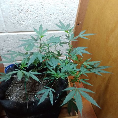 Wonder Pie 1er cultivo growlog timeline photo