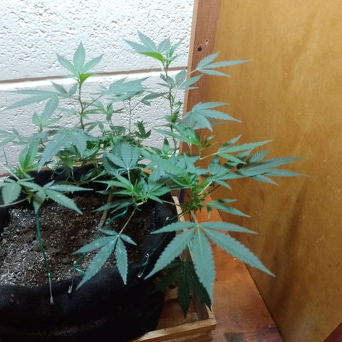 Wonder Pie 1er cultivo growlog timeline photo