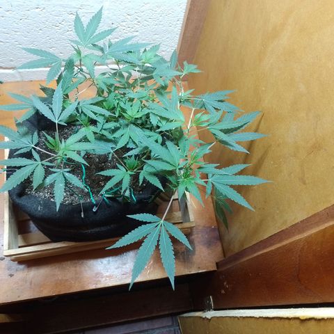 Wonder Pie 1er cultivo growlog timeline photo