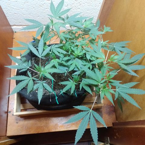 Wonder Pie 1er cultivo growlog timeline photo