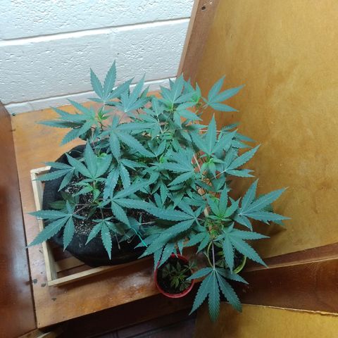 Wonder Pie 1er cultivo growlog timeline photo