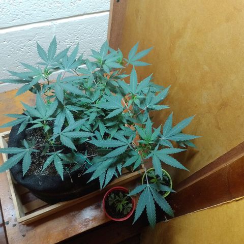 Wonder Pie 1er cultivo growlog timeline photo