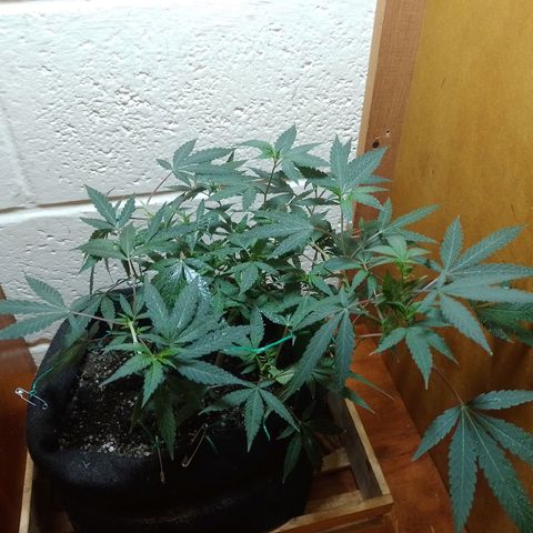 Wonder Pie 1er cultivo growlog timeline photo