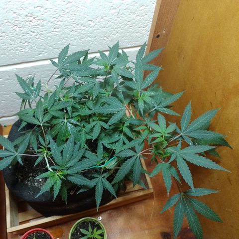 Wonder Pie 1er cultivo growlog timeline photo