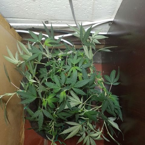 Wonder Pie 1er cultivo growlog timeline photo