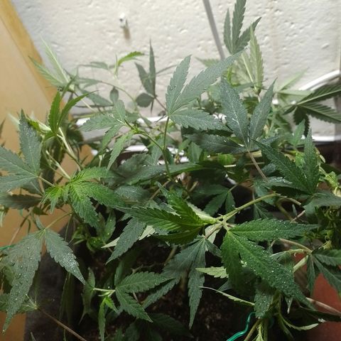 Wonder Pie 1er cultivo growlog timeline photo