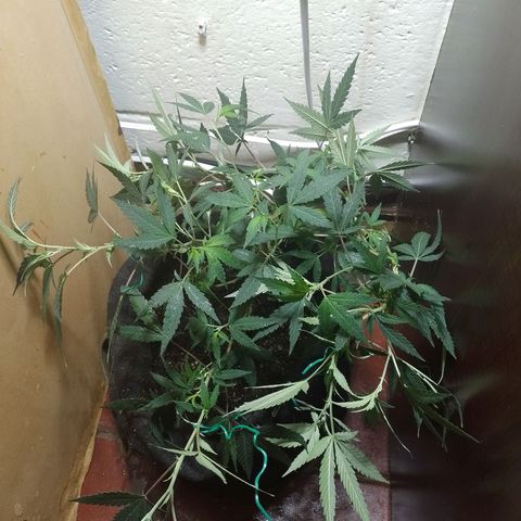 Wonder Pie 1er cultivo growlog timeline photo