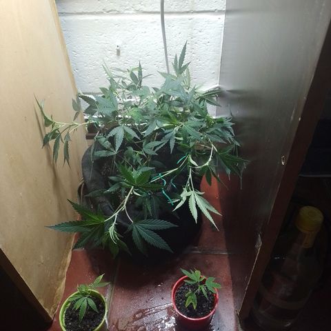 Wonder Pie 1er cultivo growlog timeline photo