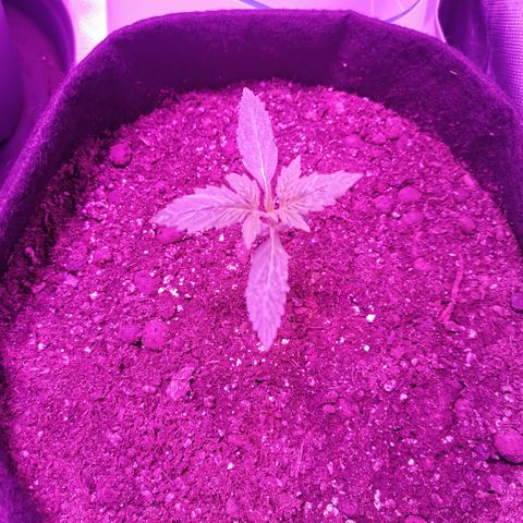 Dwarf auto growlog timeline photo