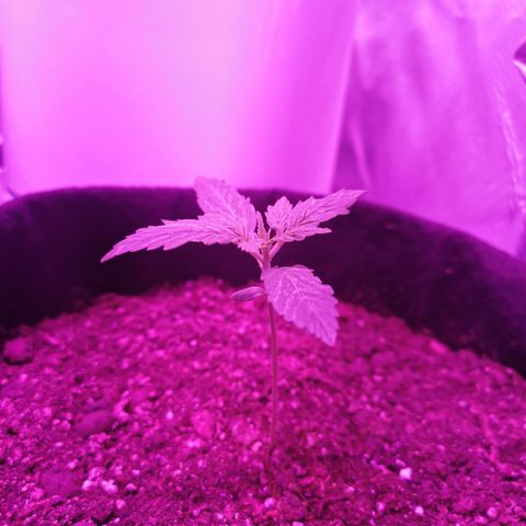 Dwarf auto growlog timeline photo