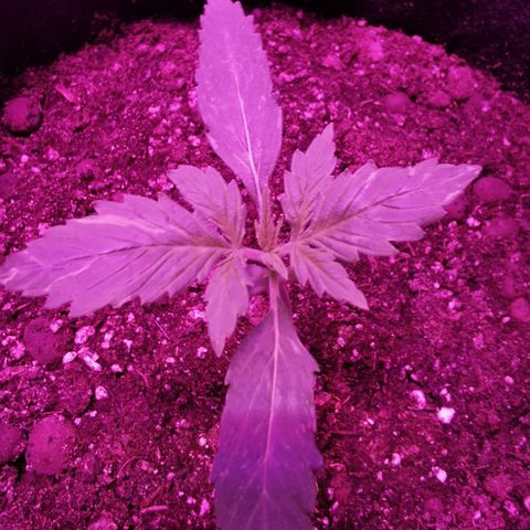 Dwarf auto growlog timeline photo