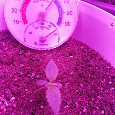 Royal Jack Auto 👑  growlog timeline photo