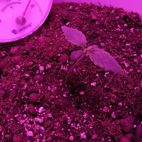 Royal Jack Auto 👑  growlog timeline photo