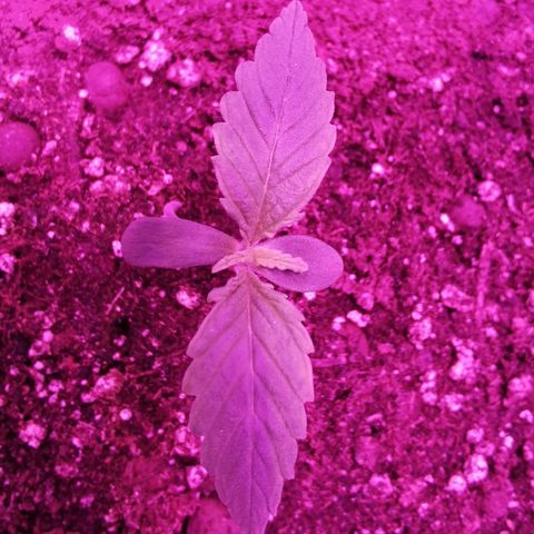 Royal Jack Auto 👑  growlog timeline photo