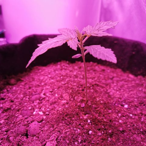 Dwarf auto growlog timeline photo