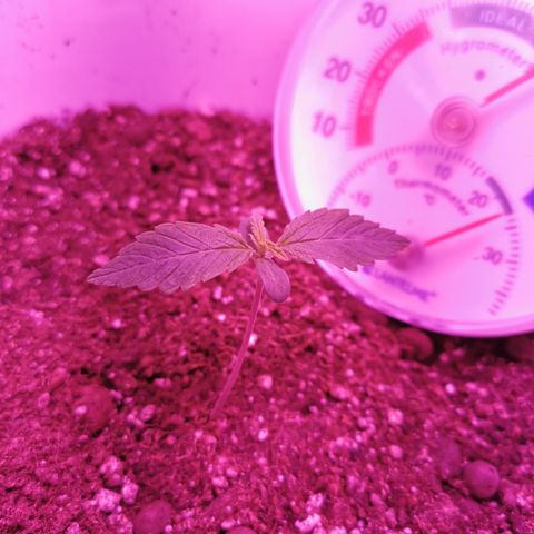 Royal Jack Auto 👑  growlog timeline photo