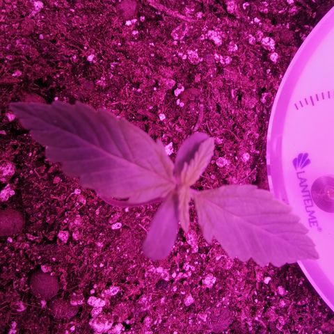 Royal Jack Auto 👑  growlog timeline photo