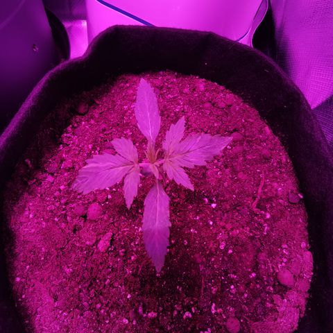 Dwarf auto growlog timeline photo