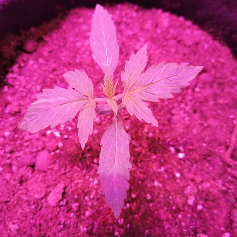 Dwarf auto growlog timeline photo