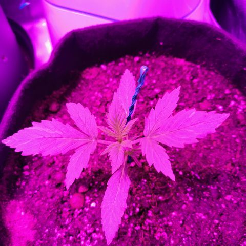 Dwarf auto growlog timeline photo
