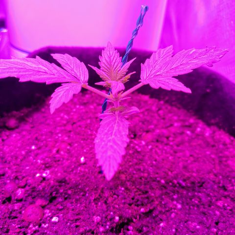 Dwarf auto growlog timeline photo