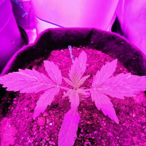 Dwarf auto growlog timeline photo