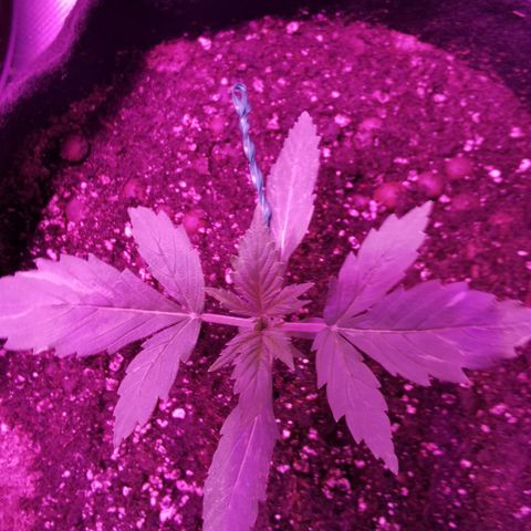 Dwarf auto growlog timeline photo
