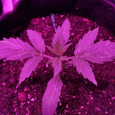 Dwarf auto growlog timeline photo