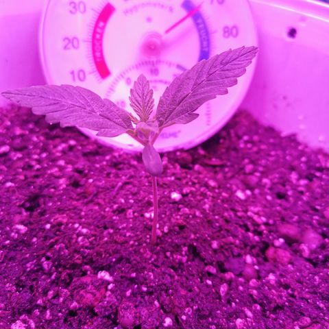 Royal Jack Auto 👑  growlog timeline photo