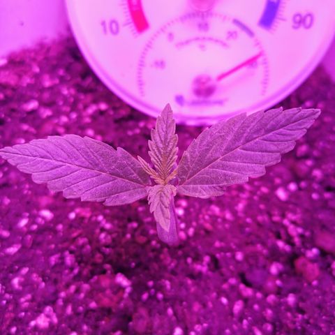 Royal Jack Auto 👑  growlog timeline photo