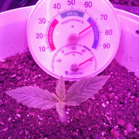 Royal Jack Auto 👑  growlog timeline photo