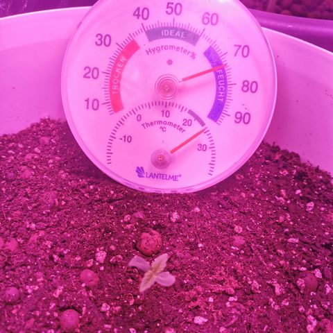 Royal Jack Auto 👑  growlog timeline photo