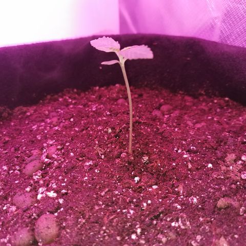 Dwarf auto growlog timeline photo