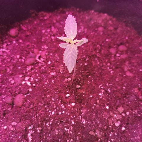 Dwarf auto growlog timeline photo