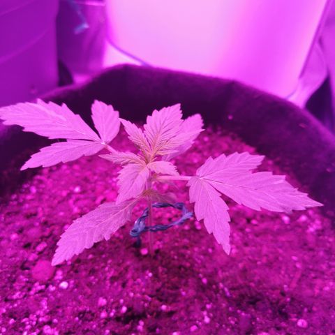 Dwarf auto growlog timeline photo