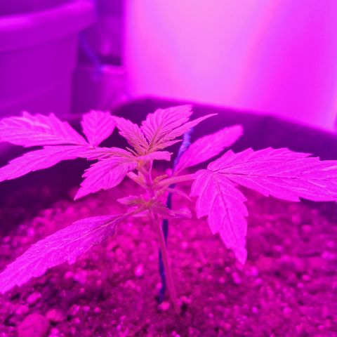 Dwarf auto growlog timeline photo