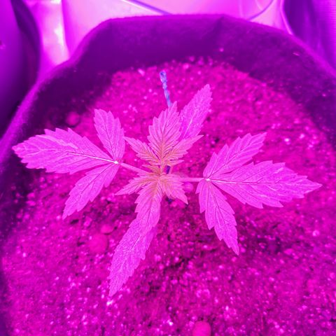 Dwarf auto growlog timeline photo