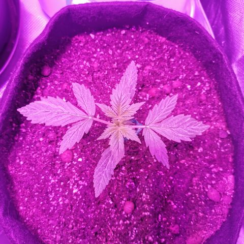 Dwarf auto growlog timeline photo