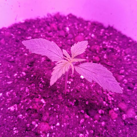 Royal Jack Auto 👑  growlog timeline photo