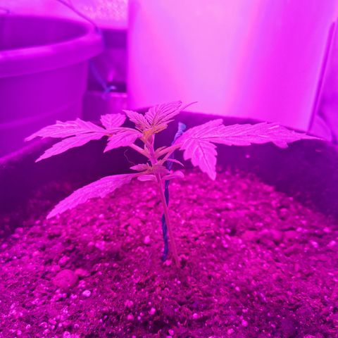 Dwarf auto growlog timeline photo