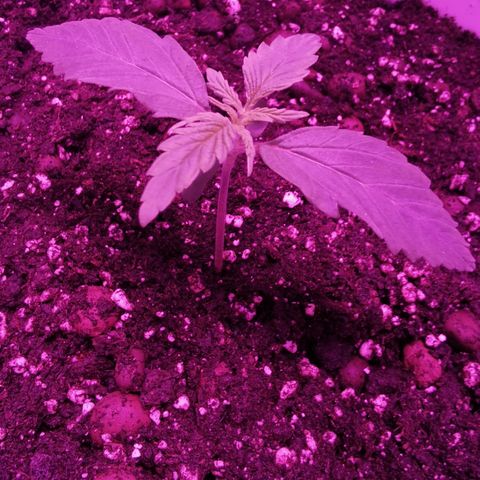 Royal Jack Auto 👑  growlog timeline photo