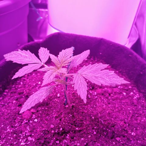 Dwarf auto growlog timeline photo
