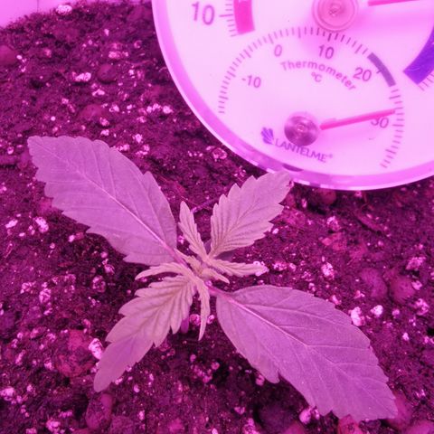 Royal Jack Auto 👑  growlog timeline photo