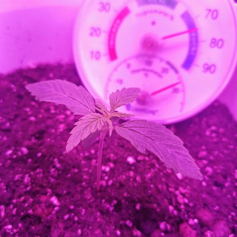 Royal Jack Auto 👑  growlog timeline photo